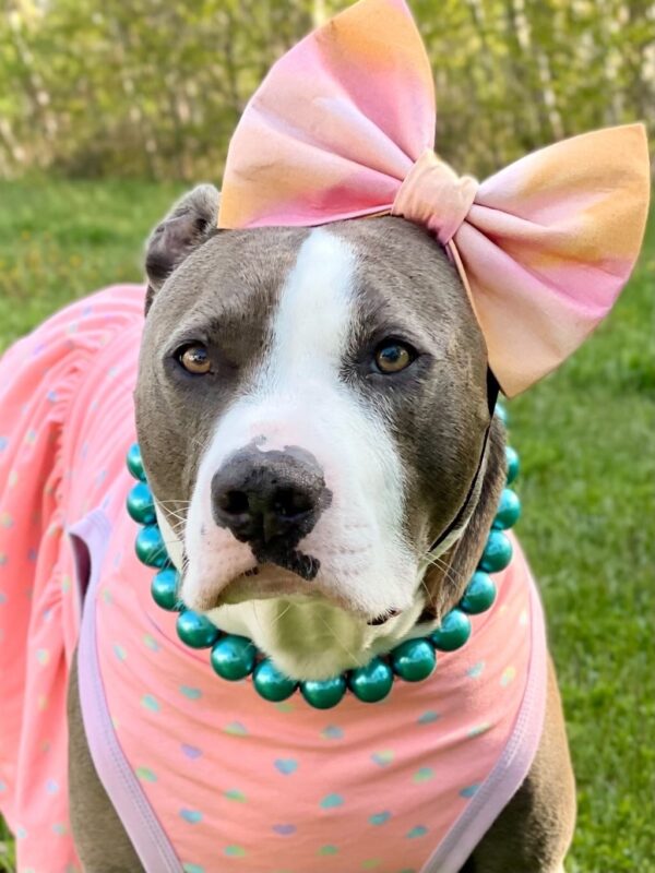 Breakfast at Tiffanys - Jumbo Pearls Beaded Dog Collar - Image 5