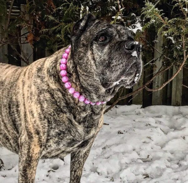 Harmony - Beaded Dog Collar - Image 2