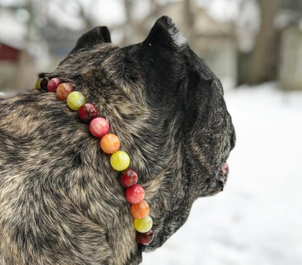 Fruit Fusion - Beaded Dog Collar - Image 2